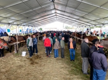 Ličko-senjska županija - Izložba konja u sklopu manifestacije Jesen u Lici okupila brojne posjetitelje