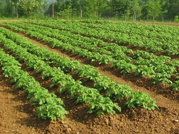 Ličko-senjska županija potpisala ugovor s Hrvatskim vodama radi izrade studija u cilju navodnjavanja poljoprivrednih površina